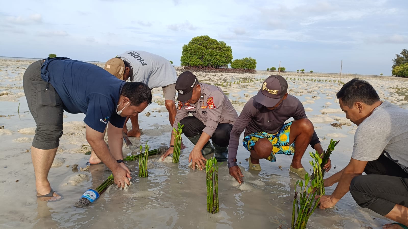 Kapolsubsektor Pulau Pari Tanam 10.000 Pohon Mangrove di Pantai Rengge Pulau Pari
