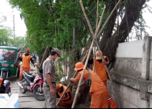 Penghijauan Jalan Kamal Dadap, Sepuluh Pohon Mahoni Ditanam