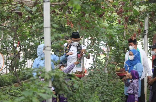 Gubernur Provinsi DKI Jakarta Panen Anggur Di Vero Grapes Farm Cilincing