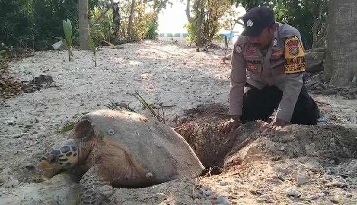 Bripka Amirullah Maliki Berikan Bantuan Mulia kepada Penyu Sisik yang hampir punah di Pulau Sebira