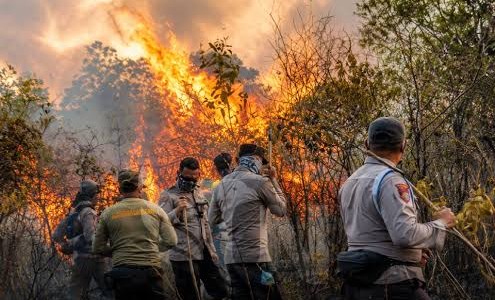 Taman Nasional Way Kambas Terbakar, Petugas Masih Berjibaku Padamkan Api