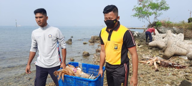 Jumat Bersih, Seluruh Wilayah Kepulauan Seribu Bersih-bersih di Pesisir Pantai dan Lingkungan Kotor