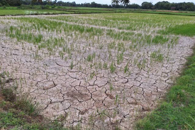 Musim Kemarau Picu Polusi Udara, Risiko Gangguan Pernapasan Meningkat