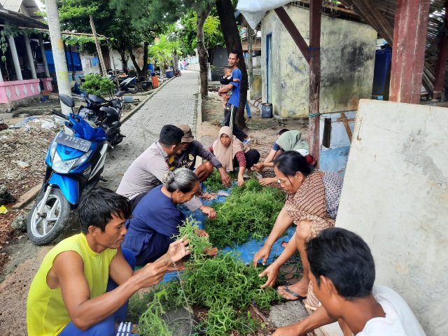 Disela-sela Sambang, Pak Bhabin Pulau Lancang Turut Bantu Warga Memanen Rumput Laut
