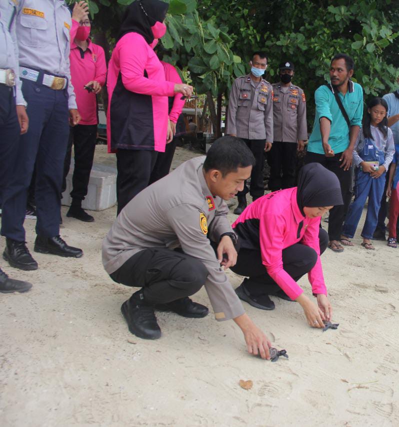 Jaga Kelestarian Hewan Laut, Kapolres Kepulauan Seribu Lepas Tukik dan Bibit Ikan Kerapu ke Laut Lepas